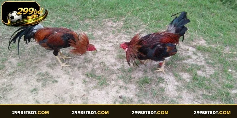 এসভি৩৮৮ সাবং অনলাইনের মূল কার্যপ্রণালী বোঝা।